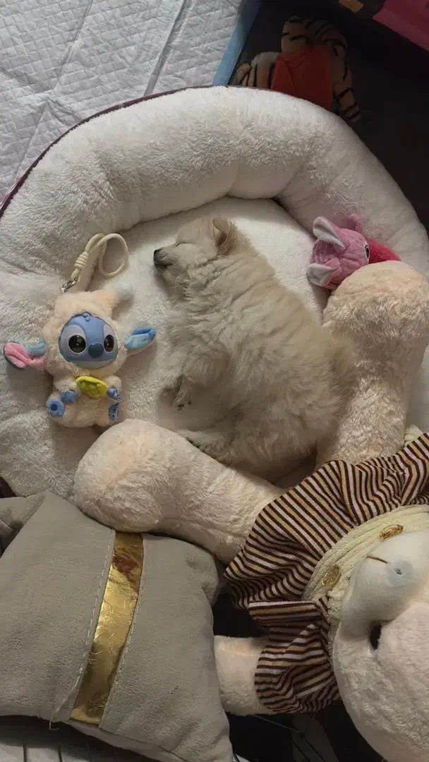 پامر|سگ|رشت, اسماعیل آباد|دیوار