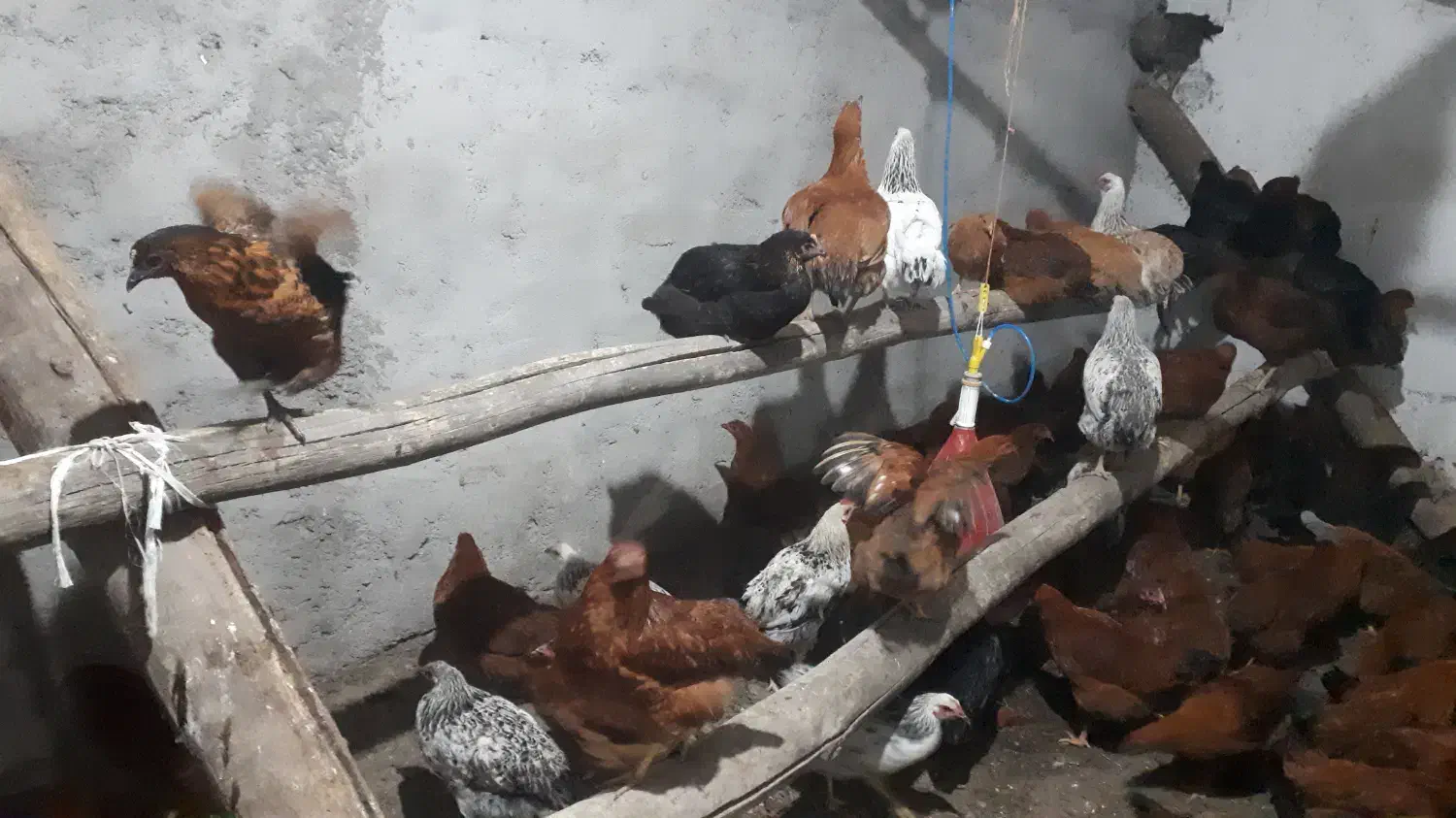 مرغ محلی تخم گذار|حیوانات مزرعه|مرادلو, |دیوار