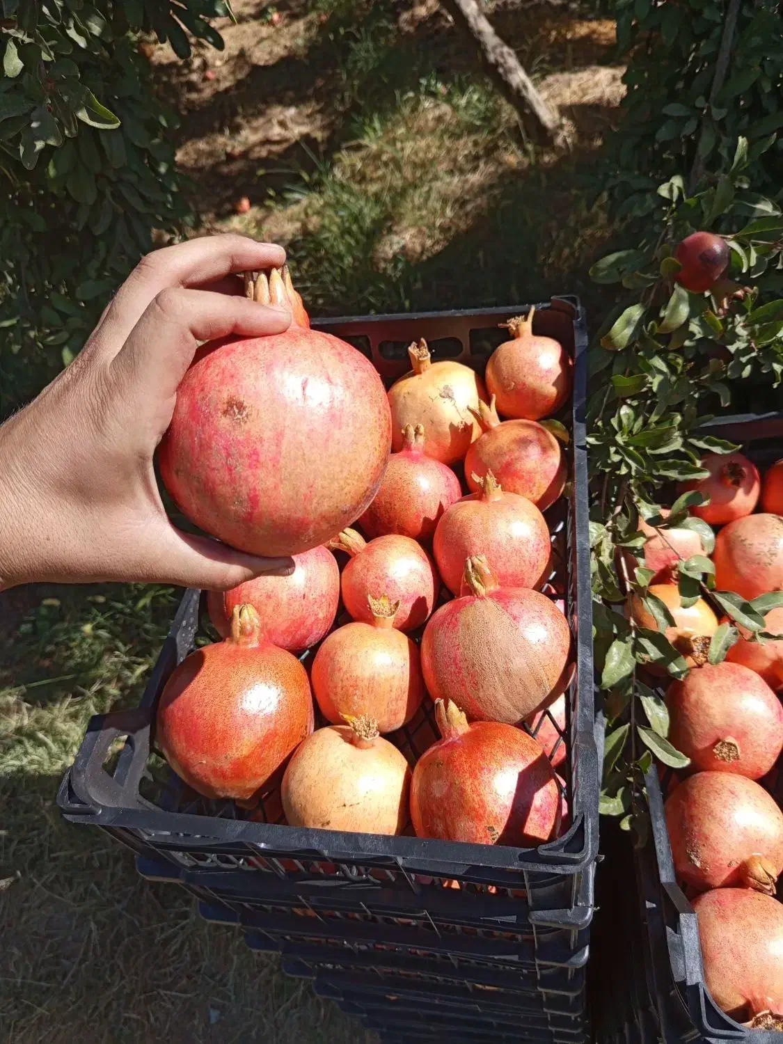 انار سیاب کوهدشت صادراتی|خوردنی و آشامیدنی|کرج, میدان میوه و تره بار مرکزی|دیوار