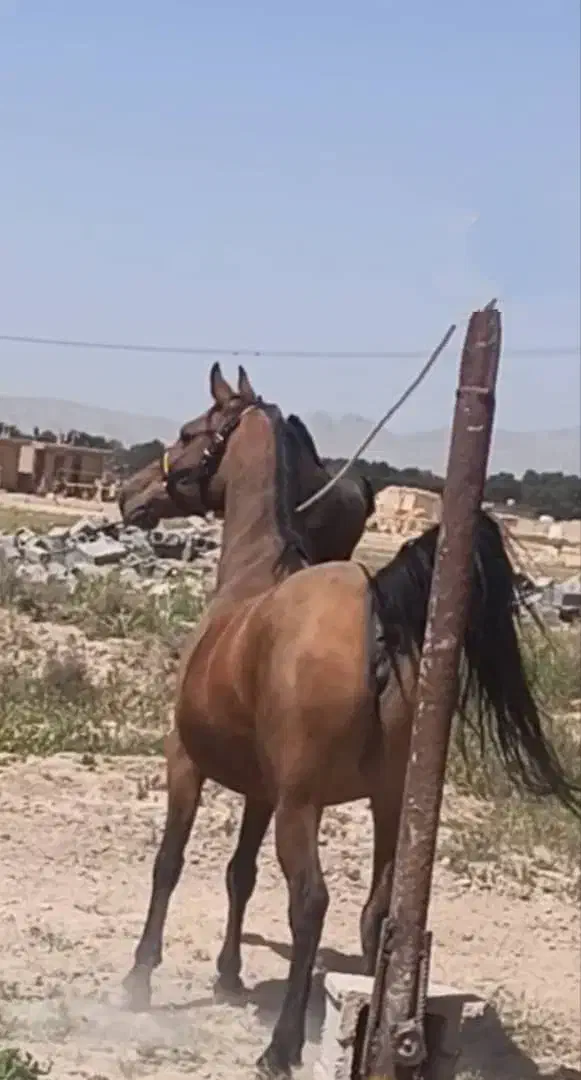 مادیون|اسب و تجهیزات اسب‌سواری|مرودشت, شهرک مهدیه|دیوار