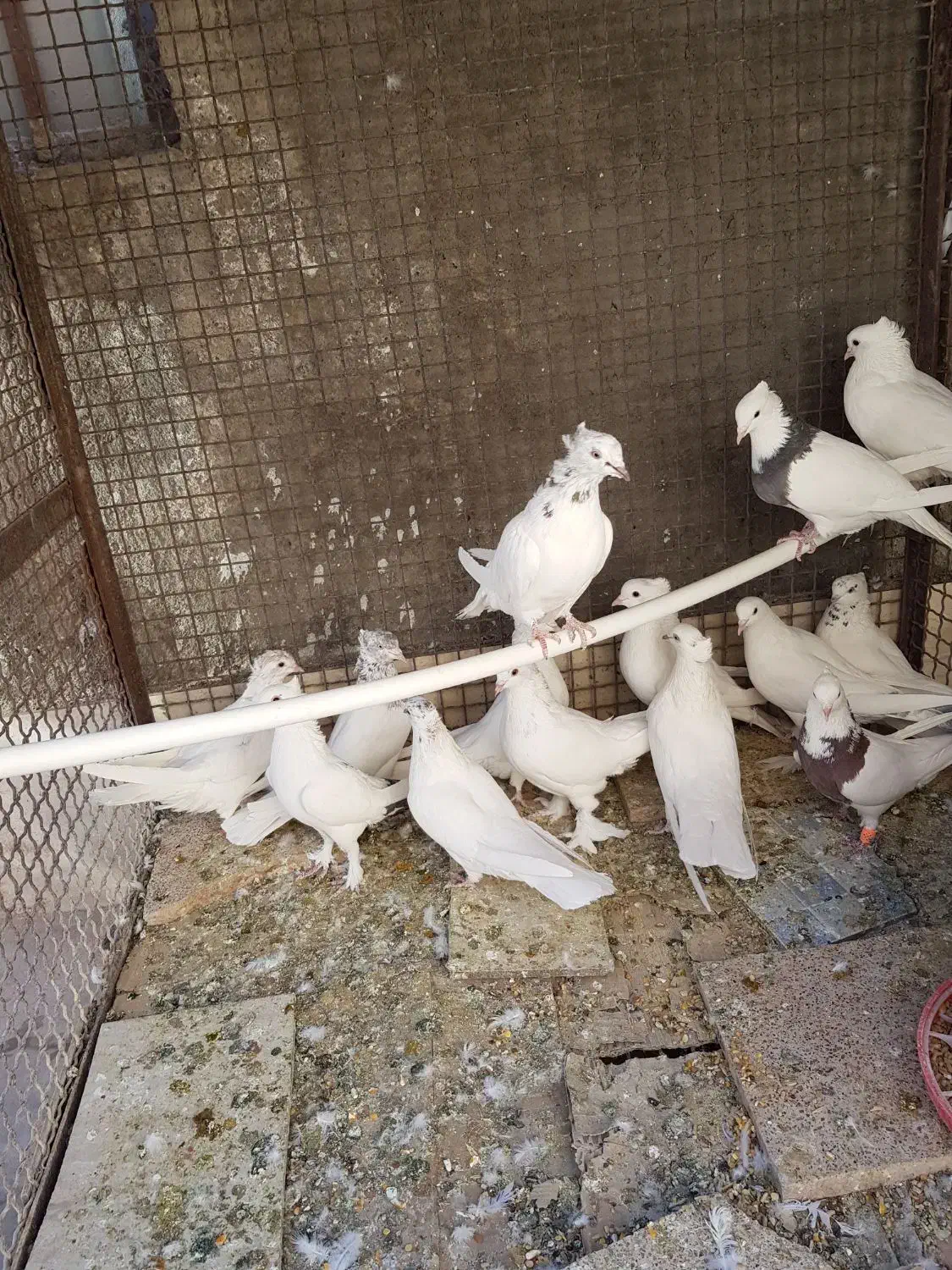 فروش ۱۴ عدد کفتر دانه ای ۴۰۰ هزار تومان|پرنده|بم, |دیوار