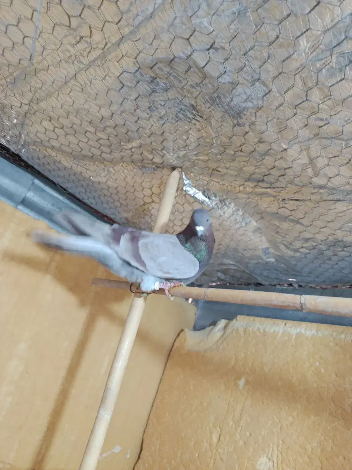 کفتر نر|پرنده|ساوه, |دیوار