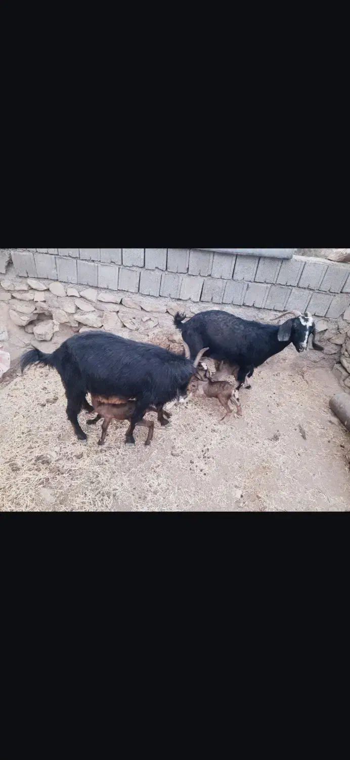 ی جفت بز با یک عدد میش|حیوانات مزرعه|یاسوج, |دیوار