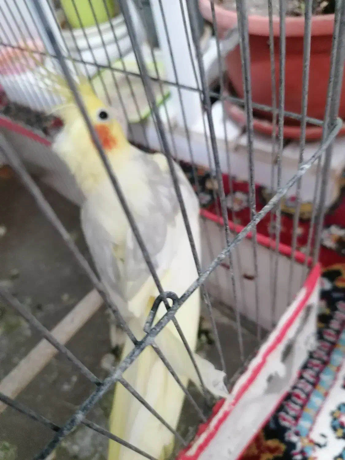 عروس هلندی|پرنده|بوشهر, |دیوار