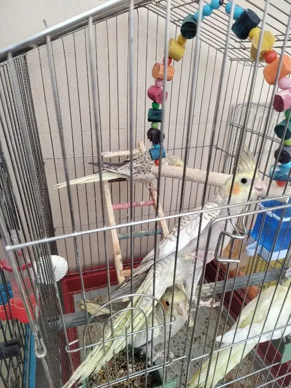 عروس هلندی|پرنده|گلپایگان, |دیوار