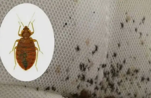 سمپاشی سم‌پاشی پردیسان قم روستاها شبانه روزی|خدمات نظافت|قم, انسجام|دیوار