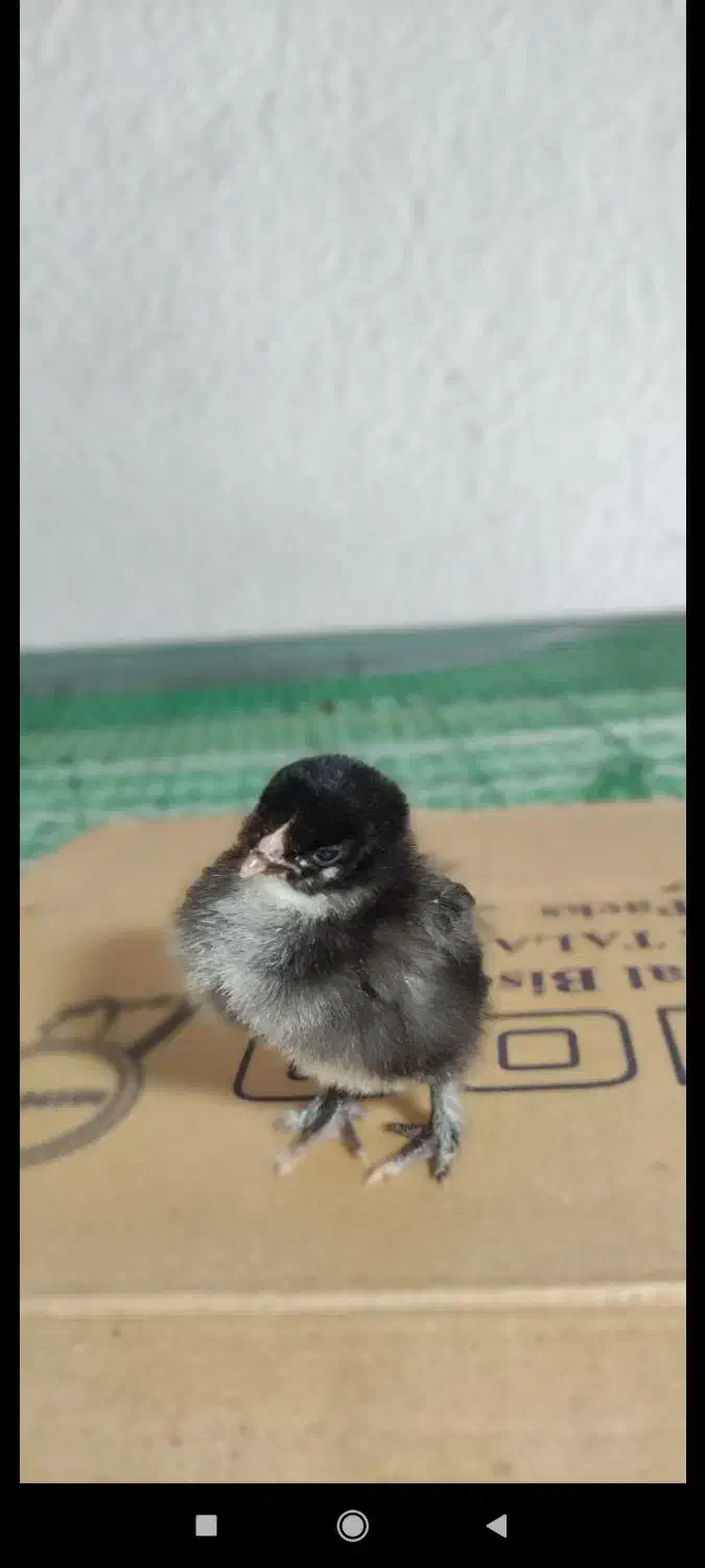 فروش فوری جوجه های ۵روزع نژاد براهما|حیوانات مزرعه|رویان, |دیوار