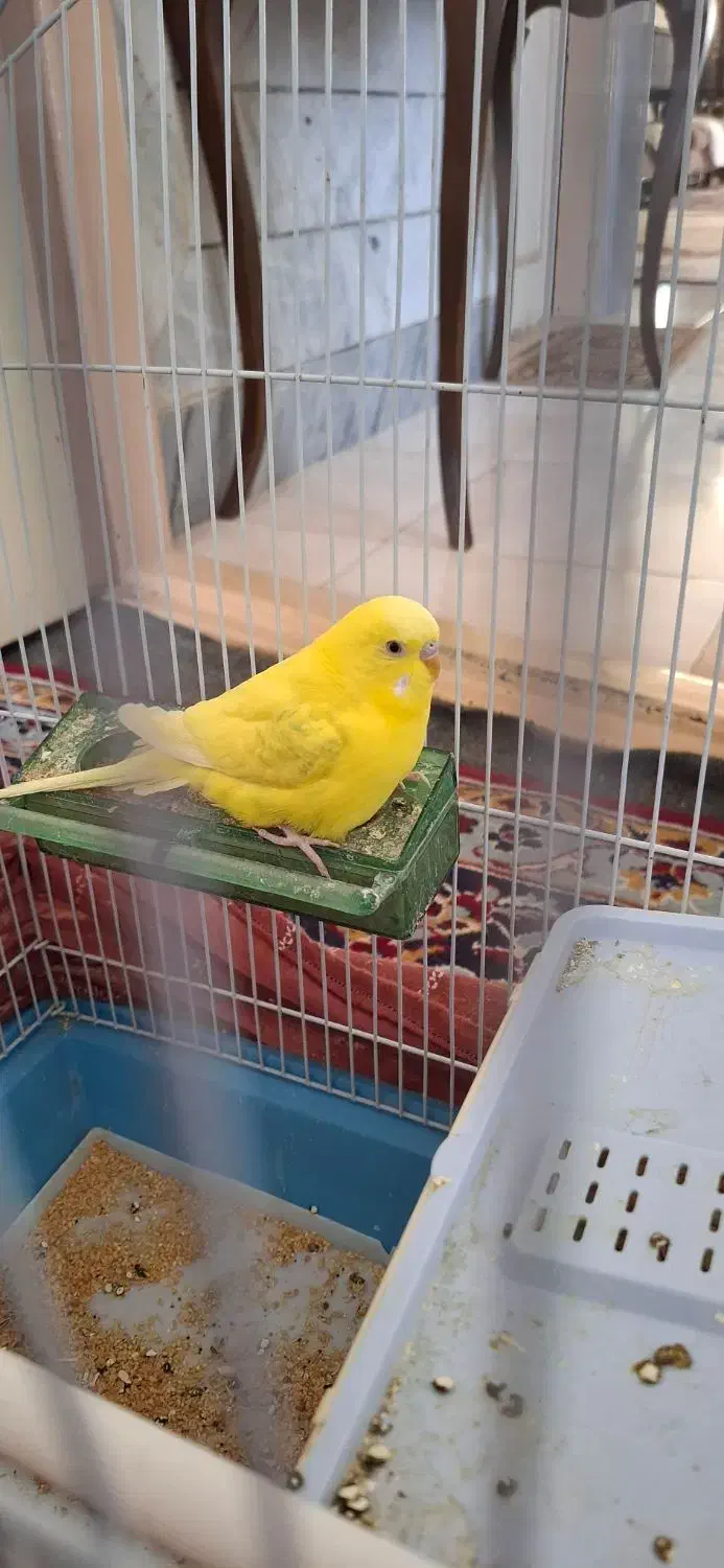 مرغ عشق نر|پرنده|بیرجند, |دیوار