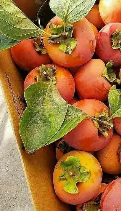 تولید و عرضه نهال خرمالو گوجه ای|خدمات باغبانی و درختکاری|خرمدره, |دیوار