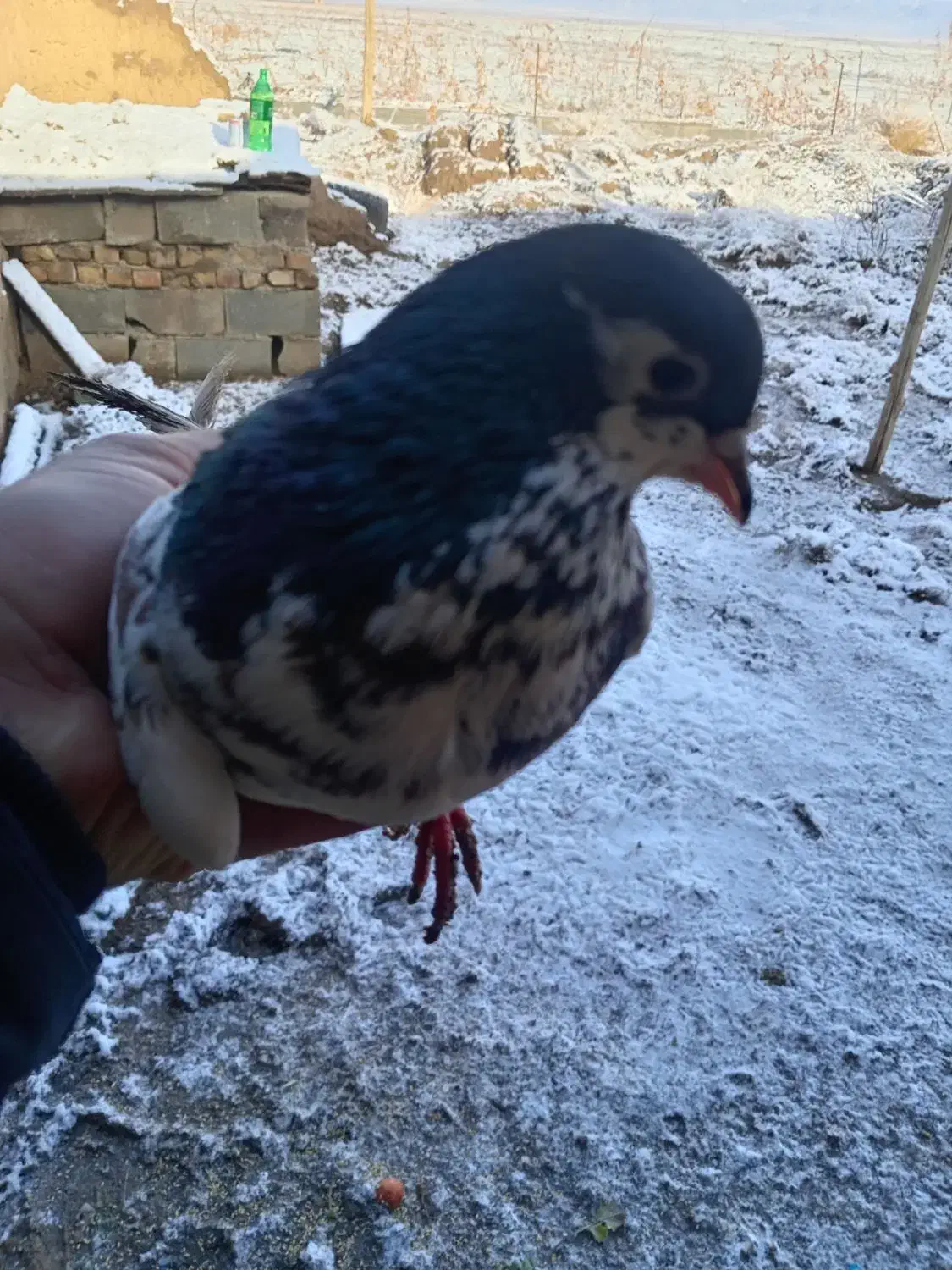 6تا حیون نر|پرنده|طاغنکوه, |دیوار