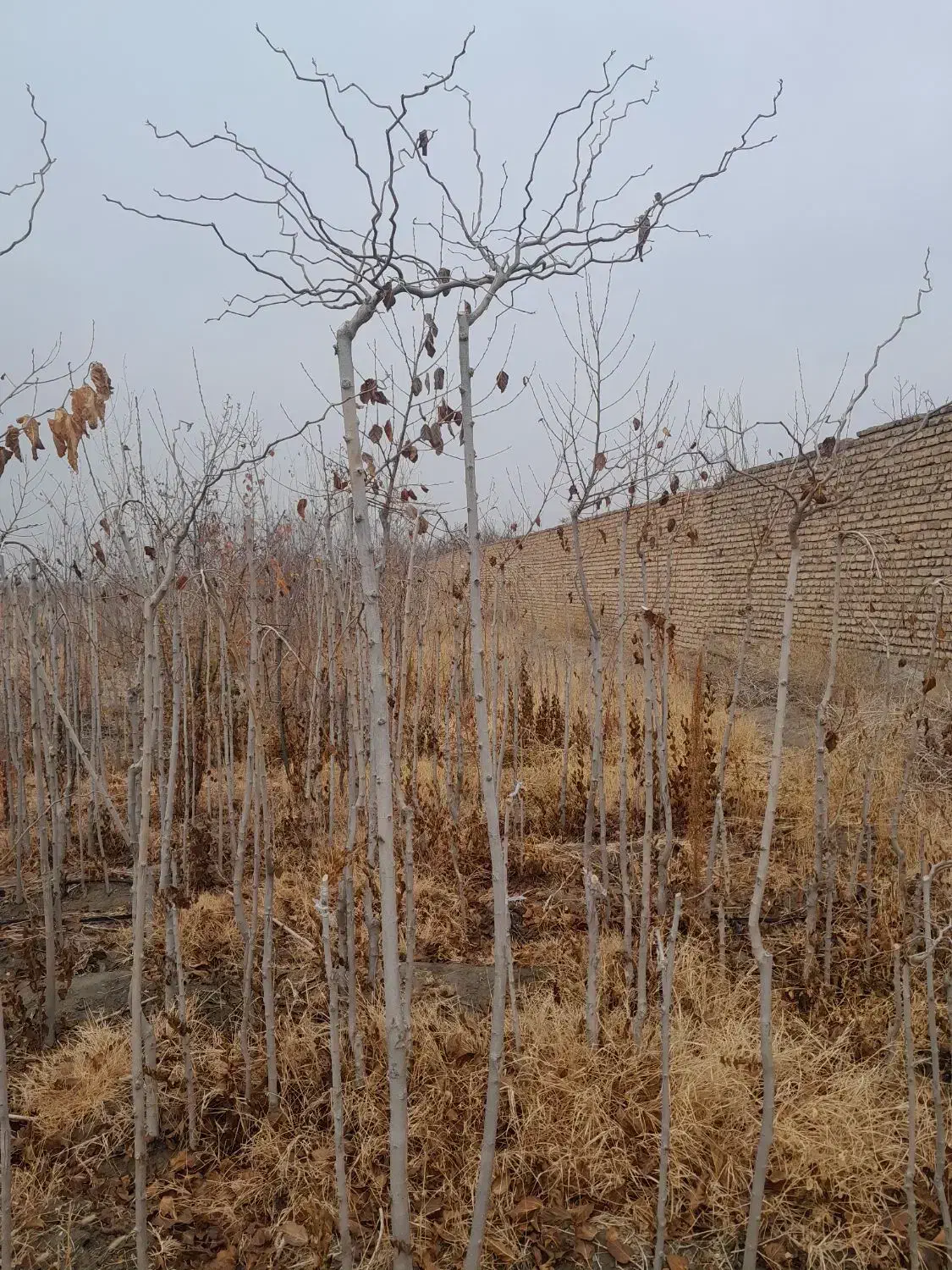 نهال توت|خدمات باغبانی و درختکاری|مشهد, درزآب|دیوار