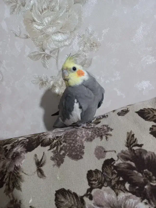 عروس هلندی|پرنده|کرج, حصارک بالا|دیوار