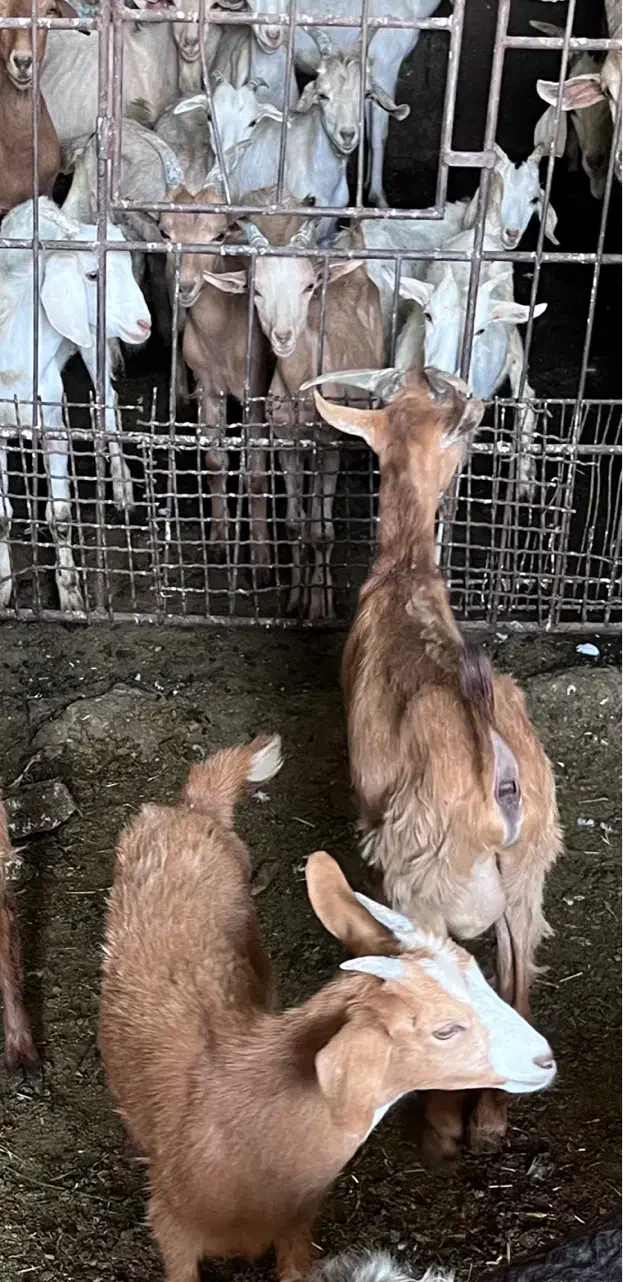 بزغاله|حیوانات مزرعه|اصفهان, اصفهانک|دیوار