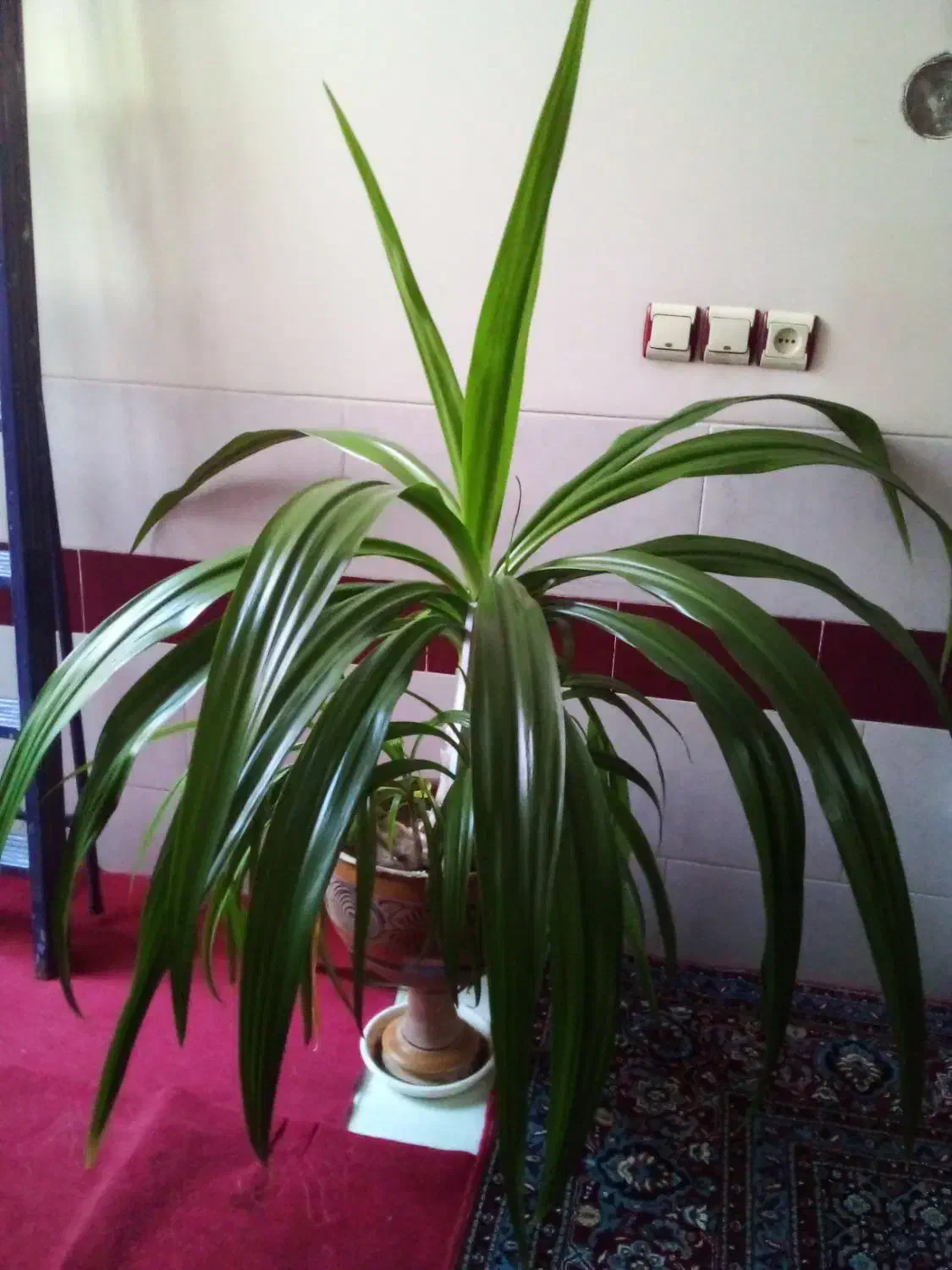 گلهای آپرتمانی|گل و گیاه طبیعی|یزد, |دیوار