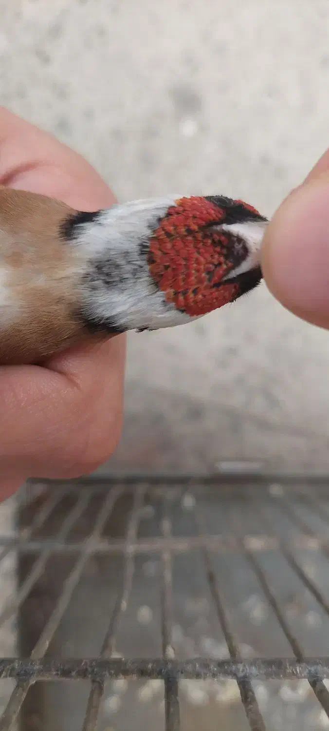 سهره نر نشون دار|پرنده|فردیس, نسترن شرقی|دیوار