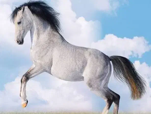 اسب|اسب و تجهیزات اسبسواری|بم, |دیوار