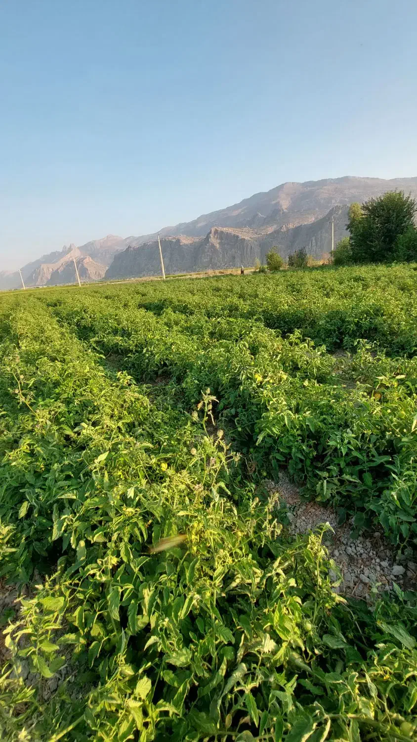 زمین جهت کشت گوجه و برنج|اجارهٔ دفتر صنعتی، کشاورزی، تجاری|درودزن, |دیوار