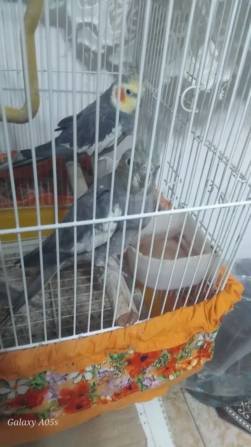 عروس هلندی|پرنده|آستانه اشرفیه, |دیوار