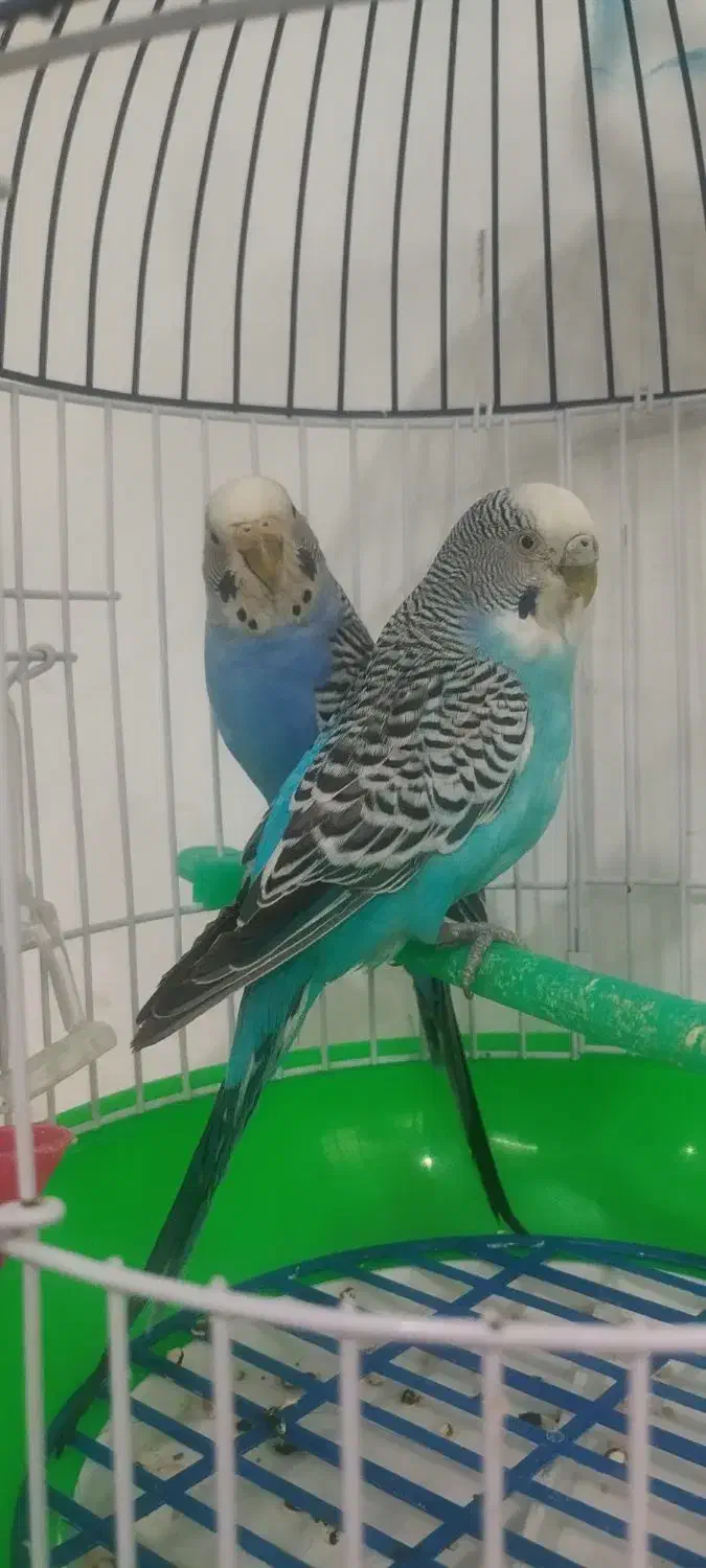 جفت مرغ عشق (خاص)|پرنده|قائن, |دیوار