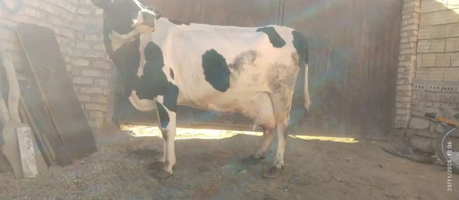 گاو هلشتاین شکم سوم|حیوانات مزرعه|شادیان, |دیوار