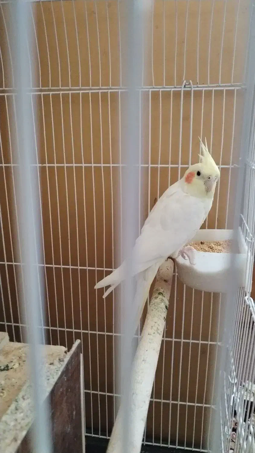 عروس هلندی|پرنده|نجفآباد, جلال آباد|دیوار