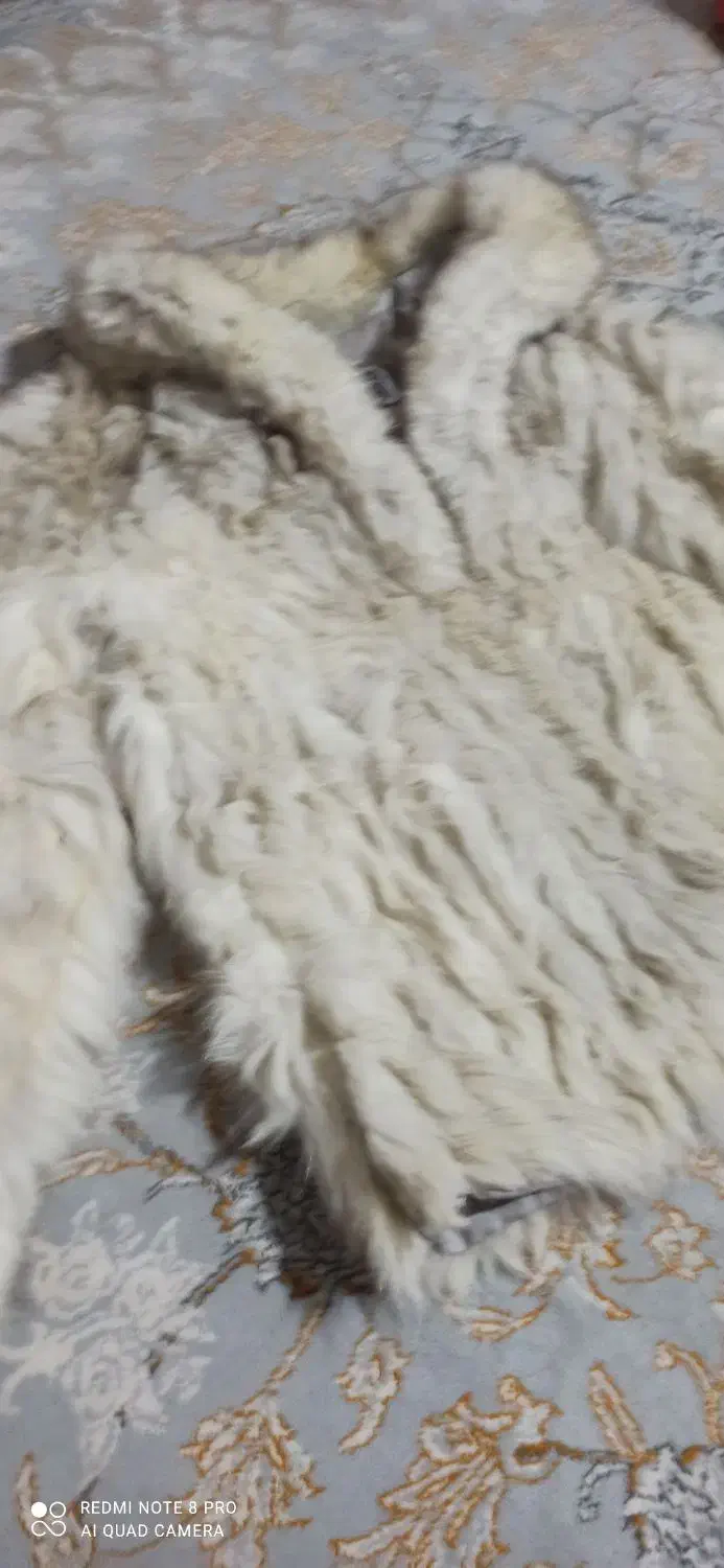 پالتو|لباس|زاهدان, |دیوار