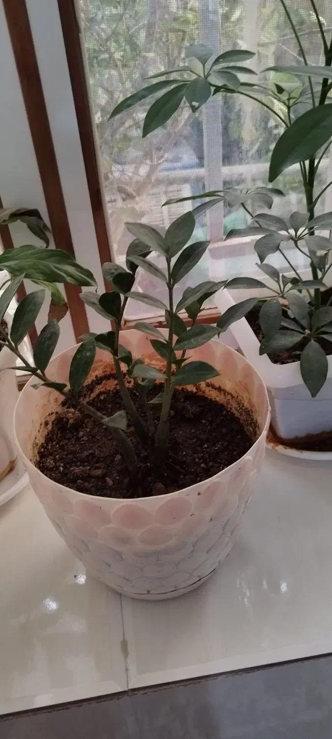 فروش گل خانگی|گل و گیاه طبیعی|سرپل ذهاب, |دیوار