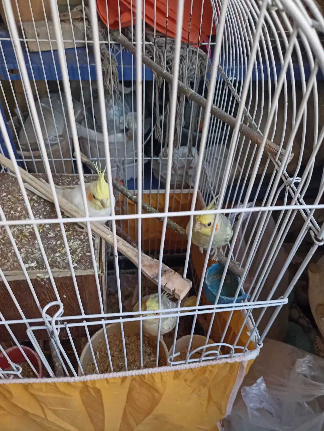 عروس هلندی|پرنده|اصفهان, مفتح|دیوار