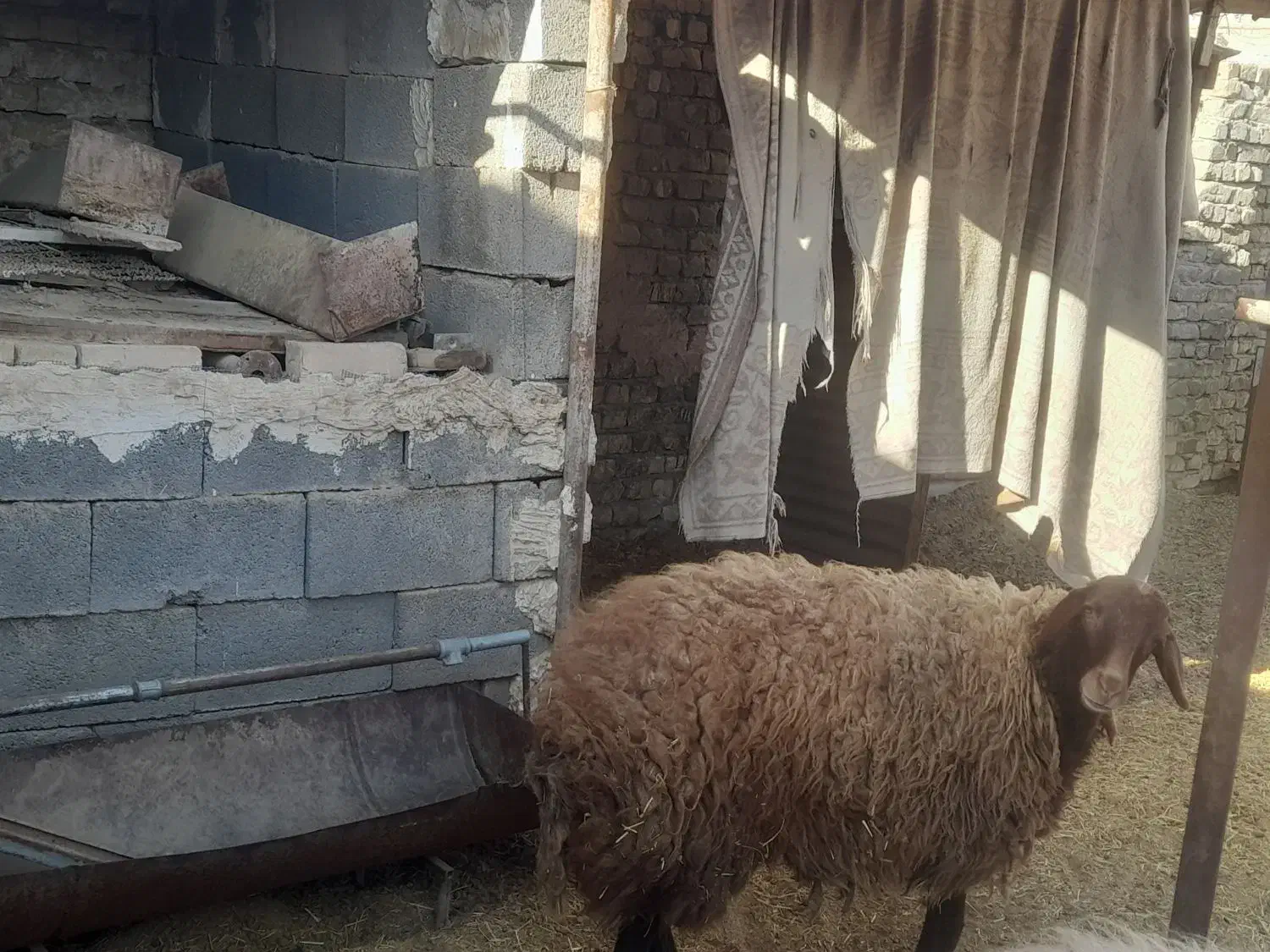 بره فروشی|حیوانات مزرعه|برخوار, |دیوار