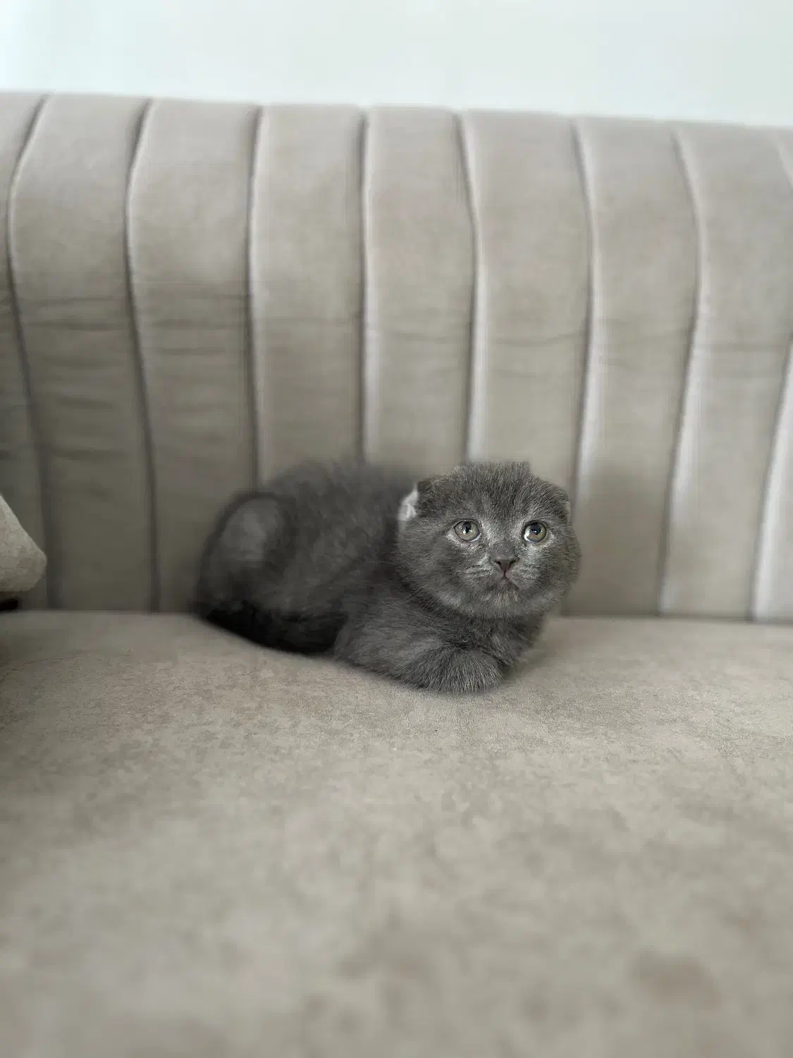 گربه های اصیل|گربه|شیراز, انجیره|دیوار