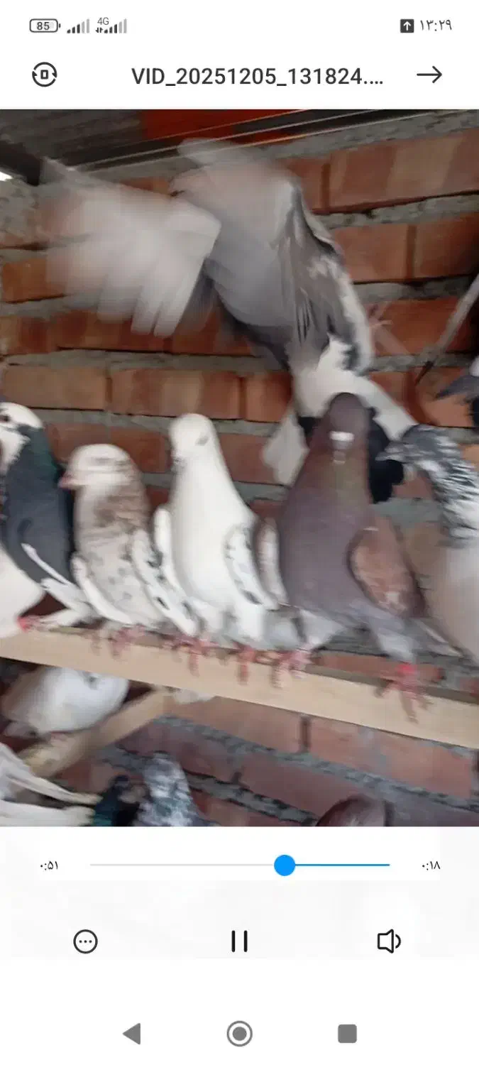 چهل کبوتر|پرنده|نقده, |دیوار