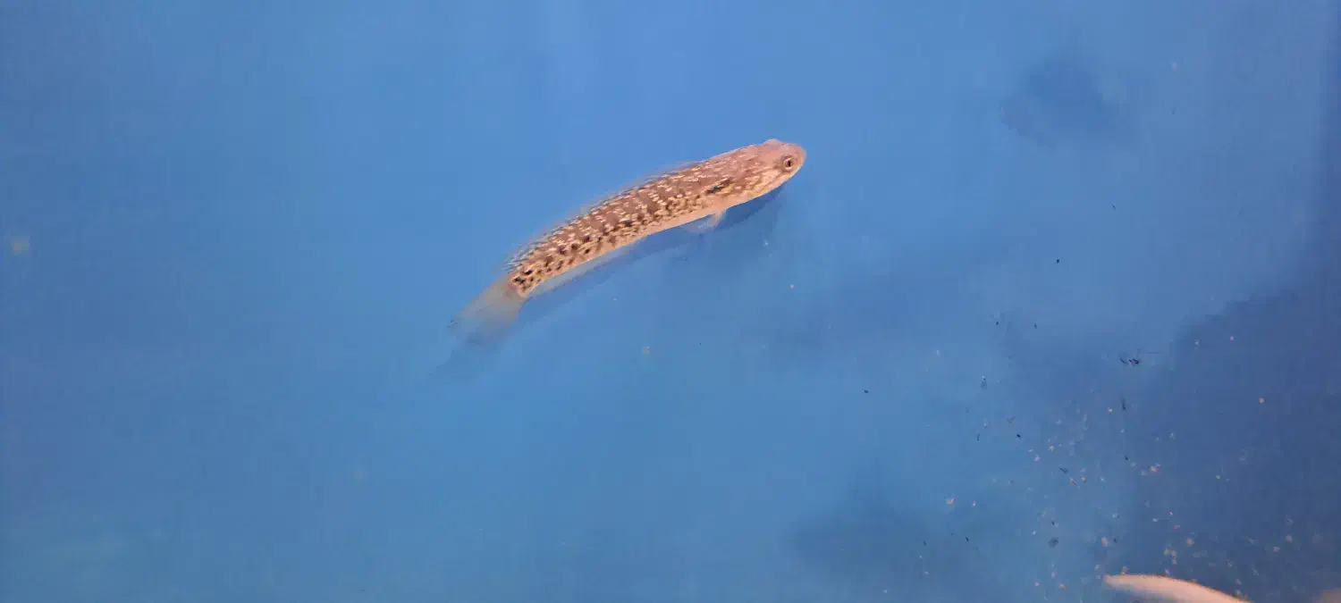 چانا و آروانا|ماهی|ساری, |دیوار