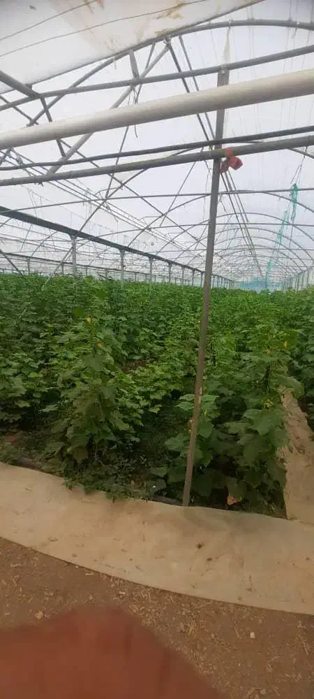 معاوضه و تهاتر ۷۵۰۰ متر زمین و ۲۵۰۰۰ متر گل خانه|فروش آپارتمان|خلجستان, |دیوار