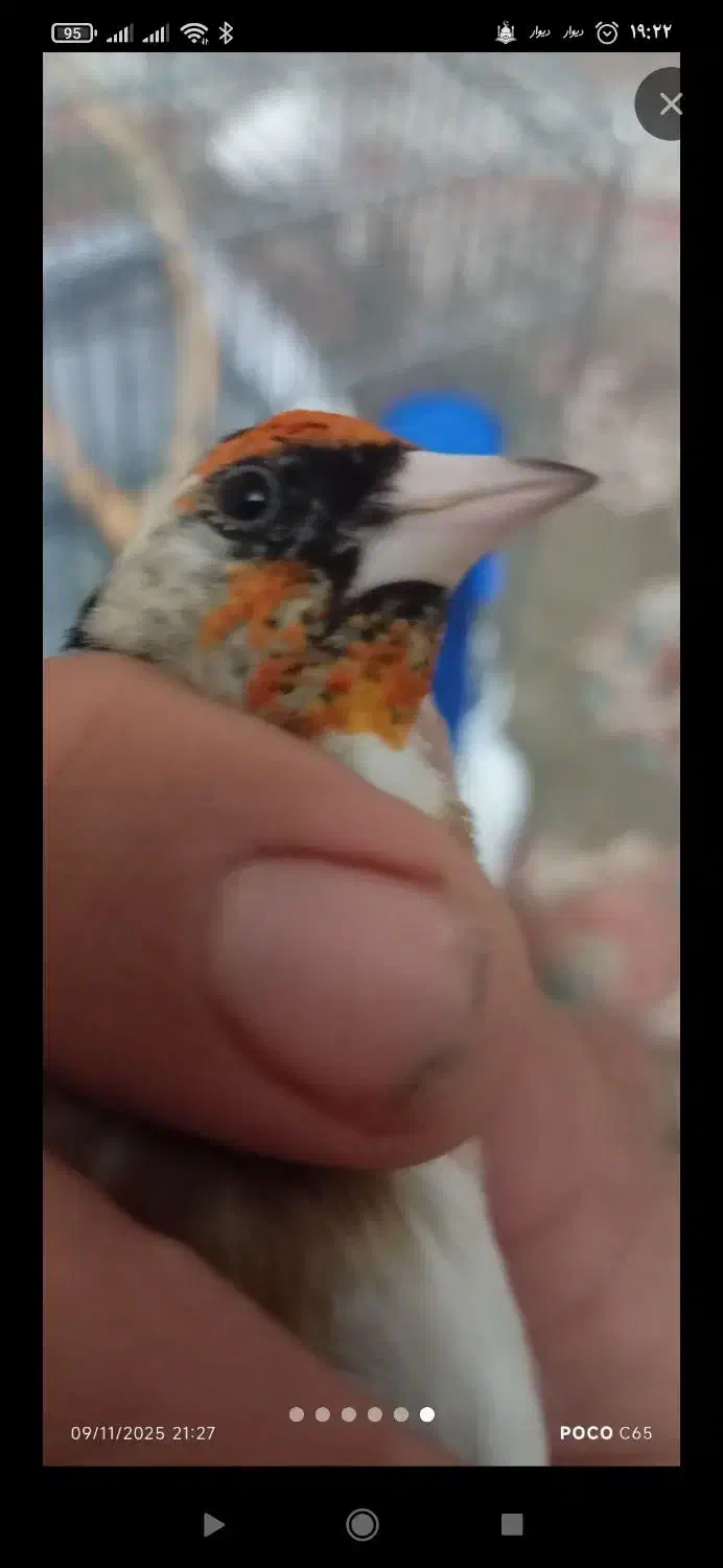 جوجه سره امسال|پرنده|قرچک, داوود آباد|دیوار