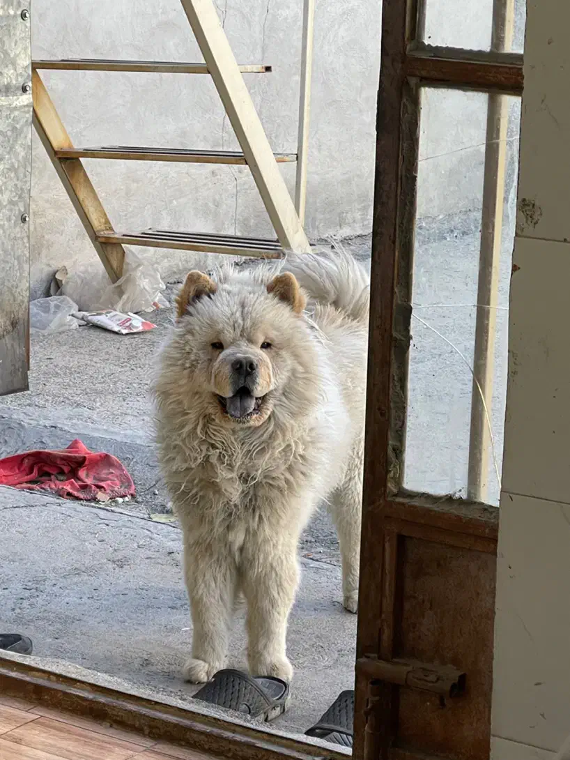 سگ چاو چاو|سگ|اراک, |دیوار