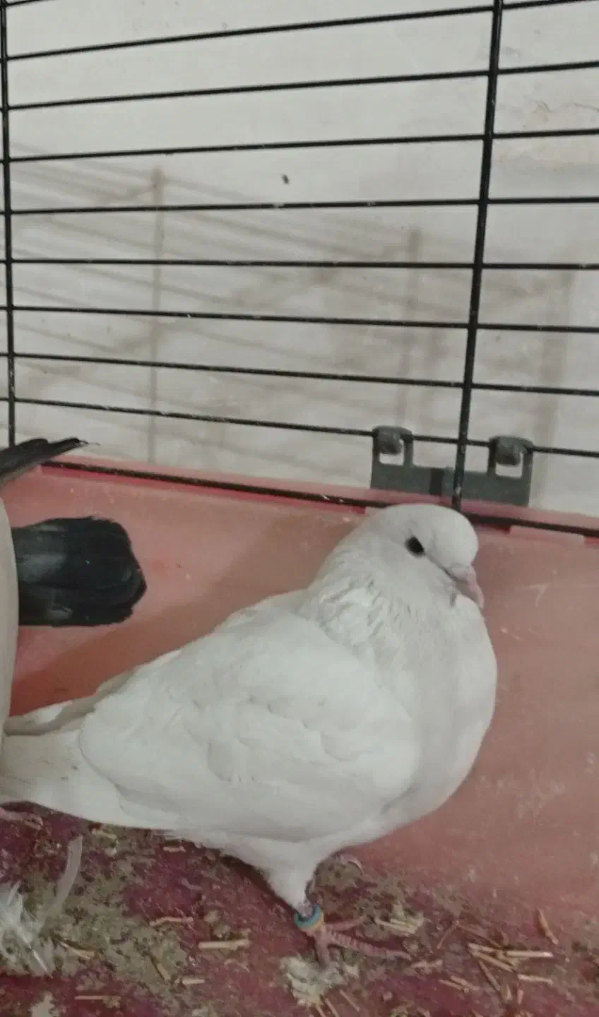 یه سفید گم شد ه|حیوانات|نهاوند, |دیوار