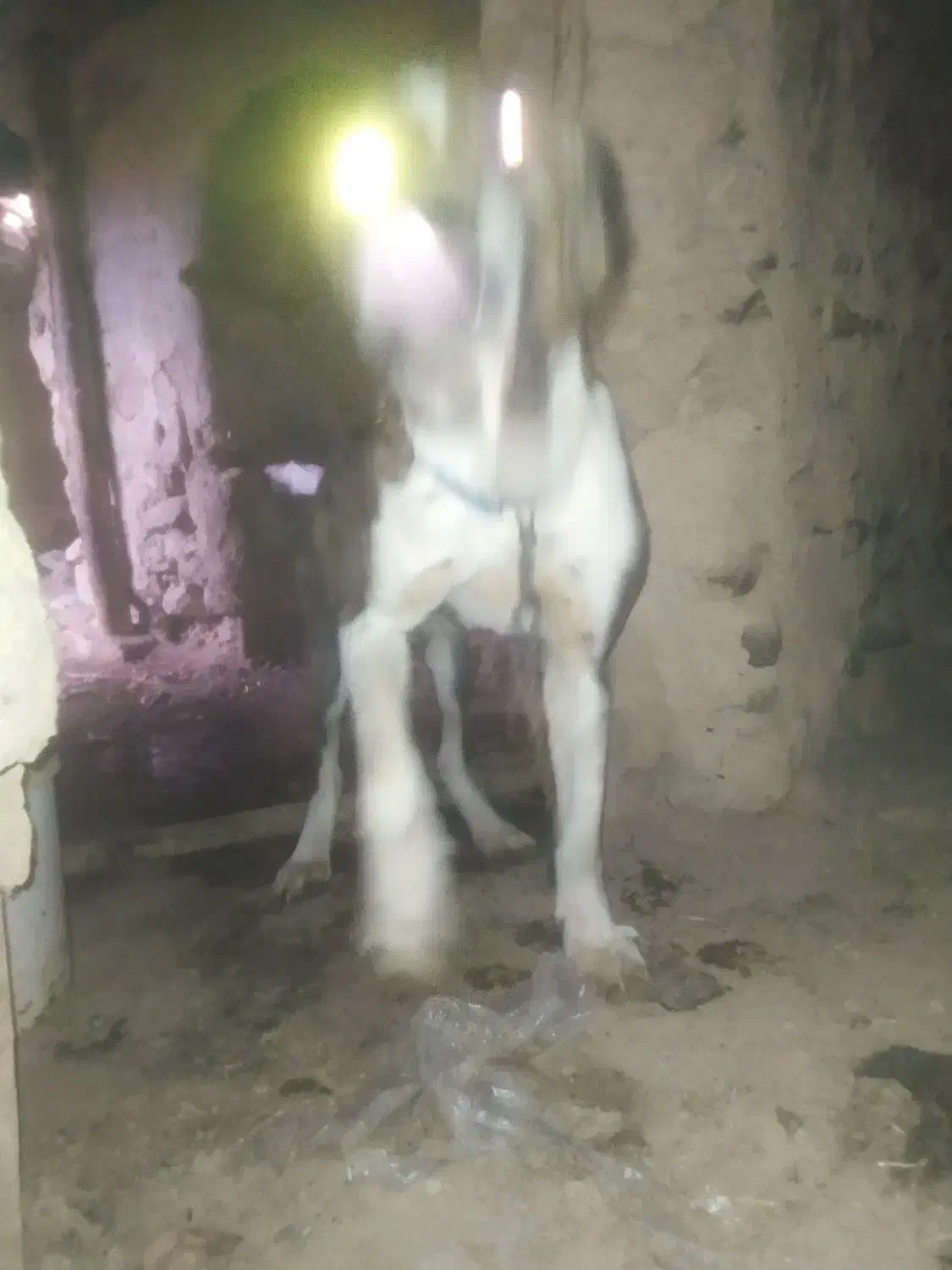 واگذاری سک|سگ|گرمخان, |دیوار