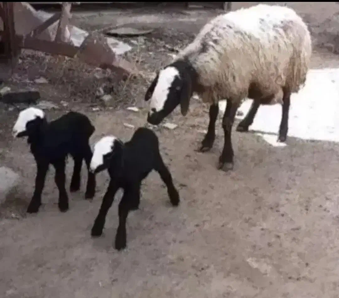 ویکی پدیا treoie گوسفند بره قـ. ــزوین|خدمات آموزشی|کوهبنان, |دیوار