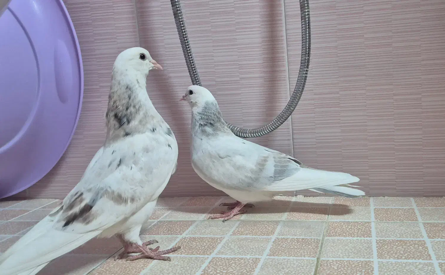 کبوتر شازده هما|پرنده|اصفهان, کلمان|دیوار