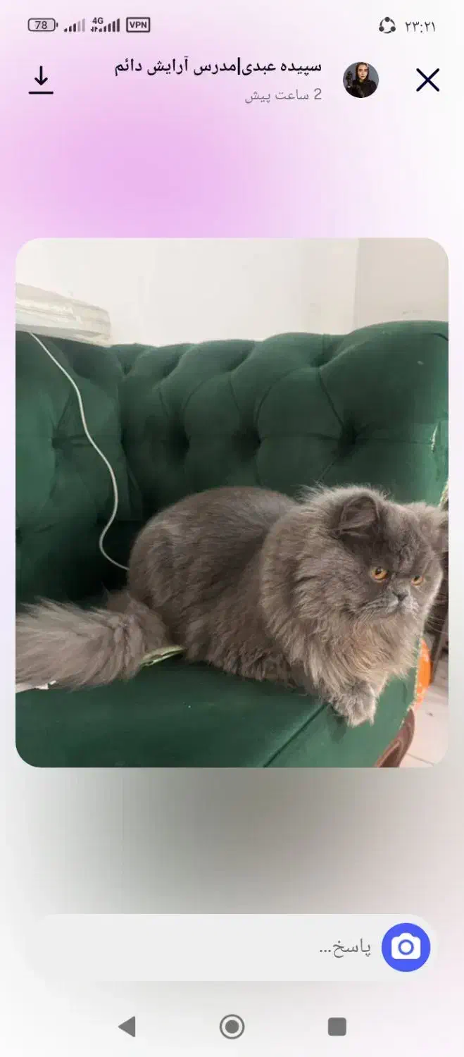 گربه پرشین به نام پدی سالم سلا مت|گربه|پاکدشت, پاکدشت (مامازند)|دیوار