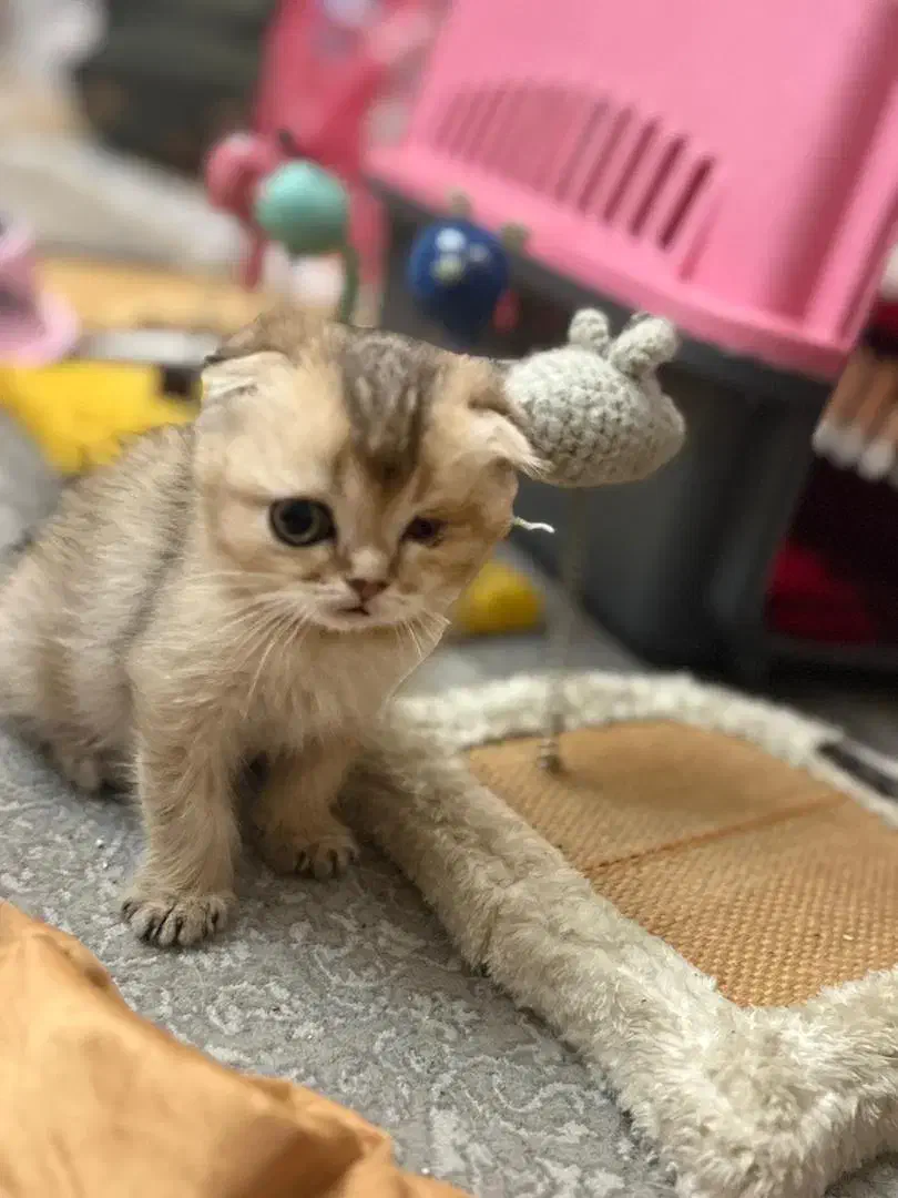 گربه اسکاتیش فولد و ny12 گلد|گربه|تهران, گلستان (شهرک راه آهن)|دیوار