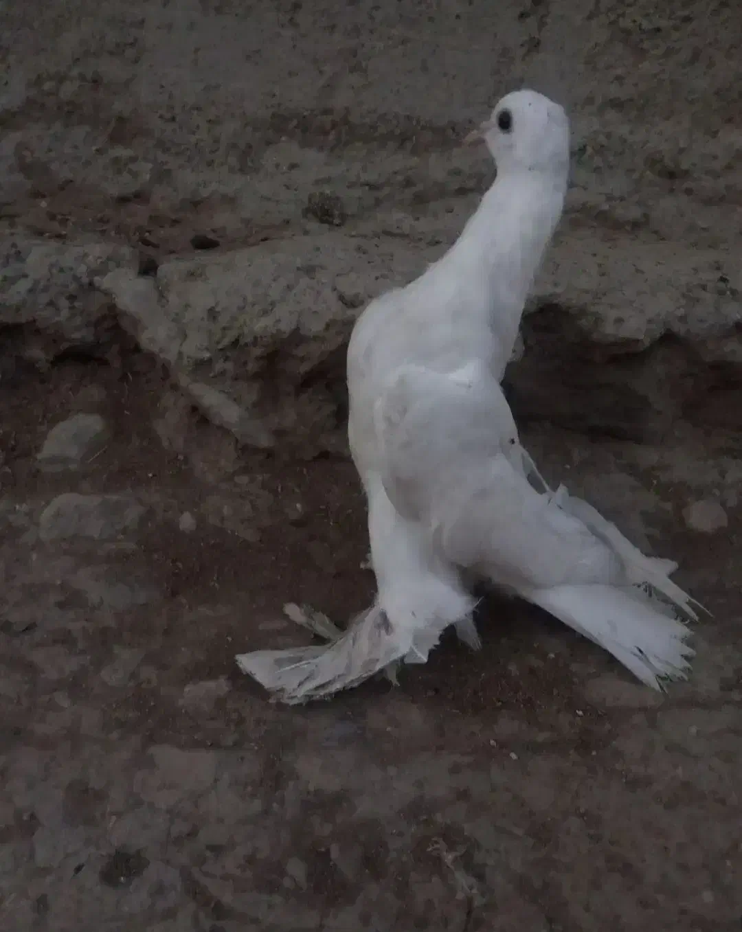 کبوتر لوتی|پرنده|اهر, |دیوار