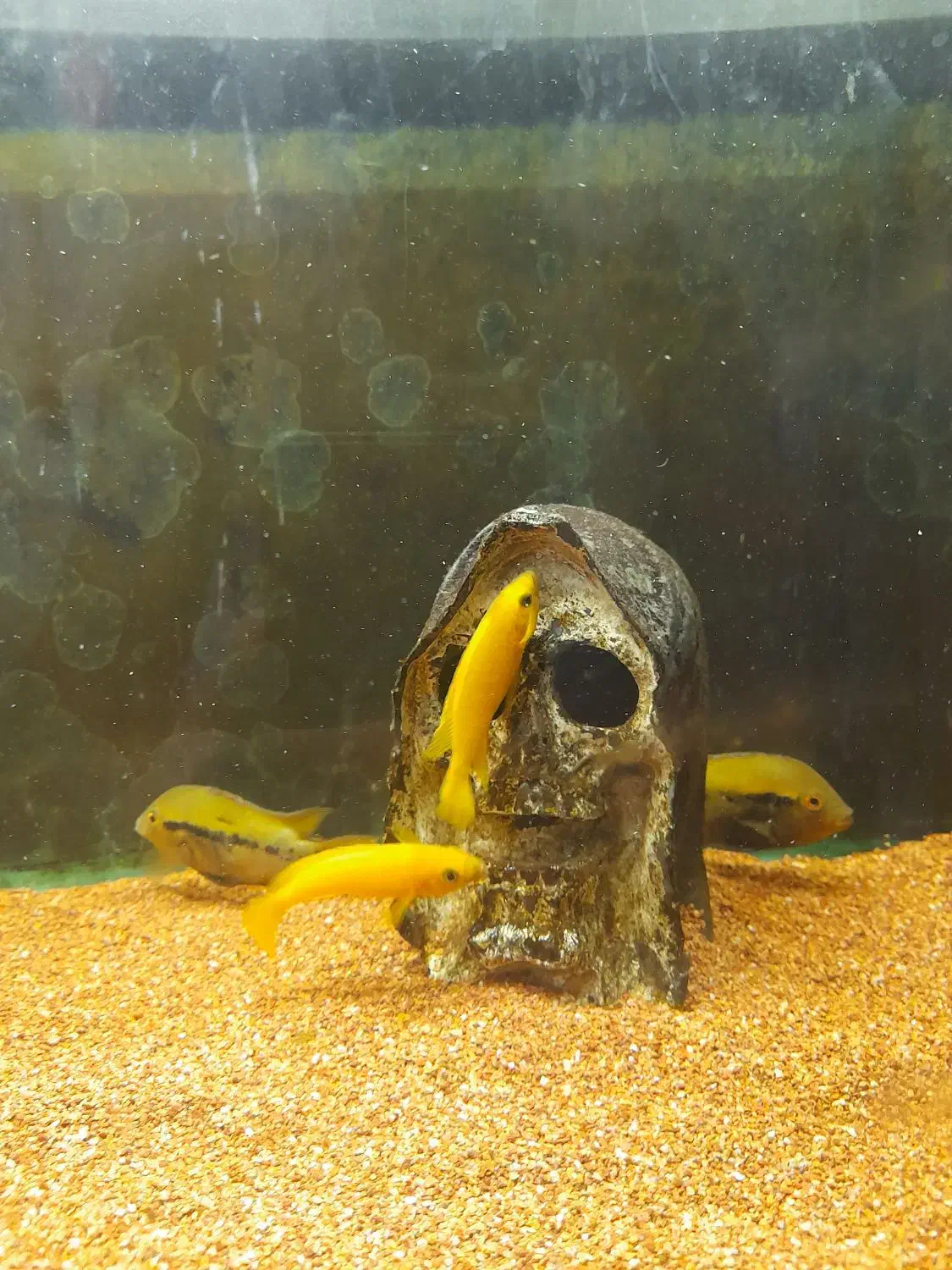 ماهیللوپی.رزیبارب.ومپایر|ماهی|رشت, لاکانی|دیوار