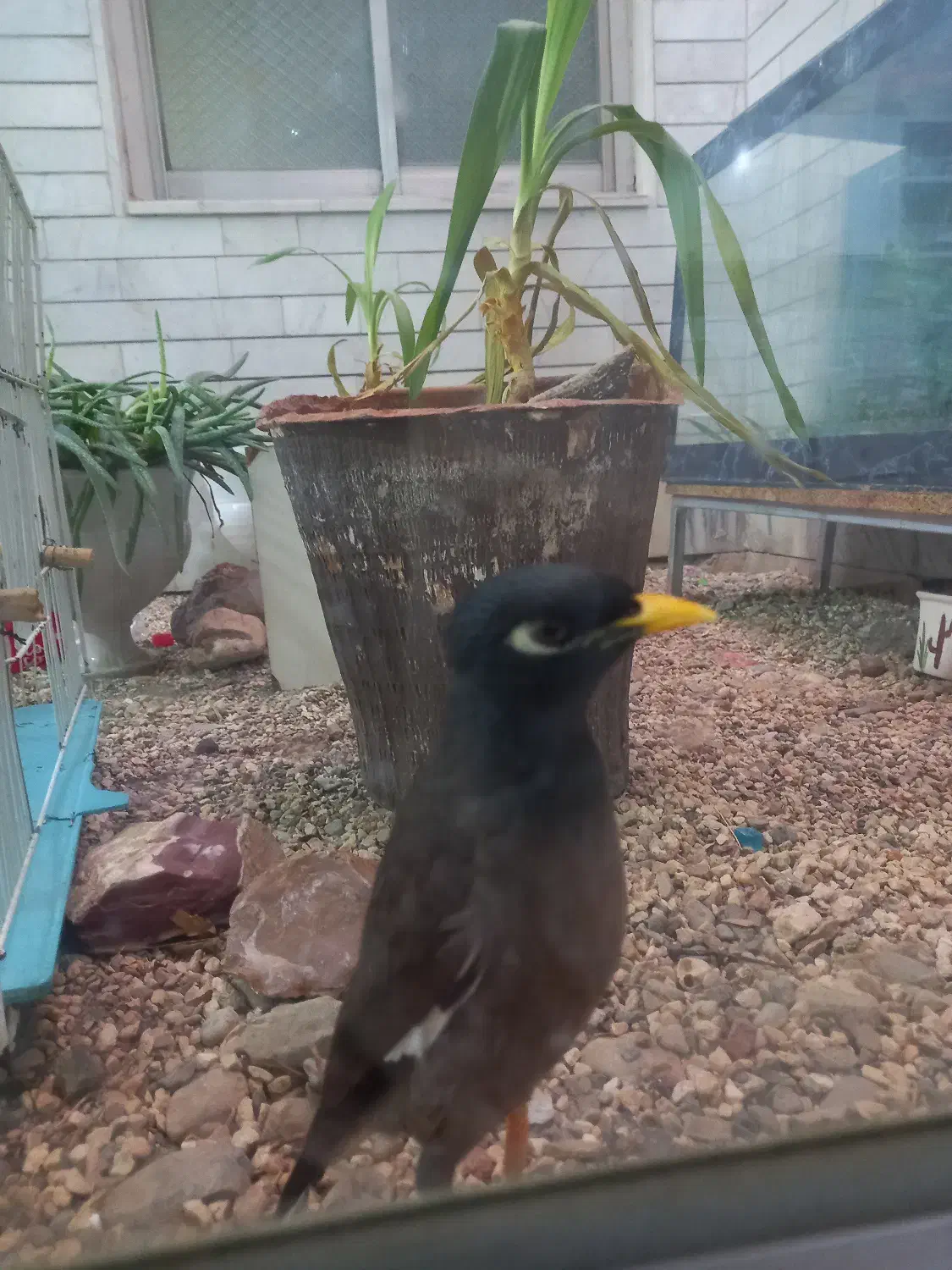 مرغ مینا|پرنده|تربت‌حیدریه, ۴۵ متری|دیوار