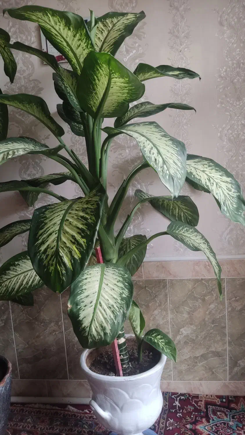 گل پهن|گل و گیاه طبیعی|آذرشهر, |دیوار