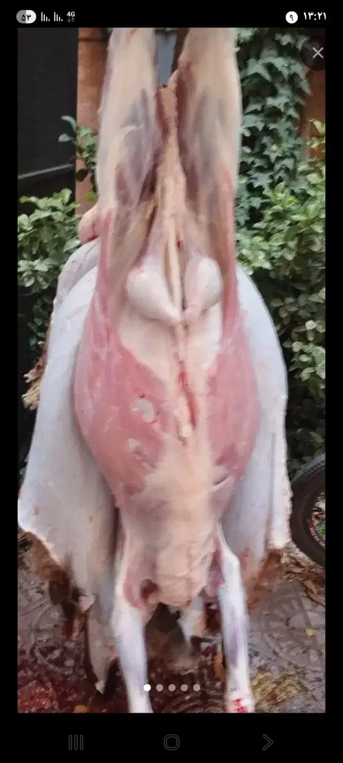 قصاب|خدمات پذیرایی، مراسم|همدان, |دیوار