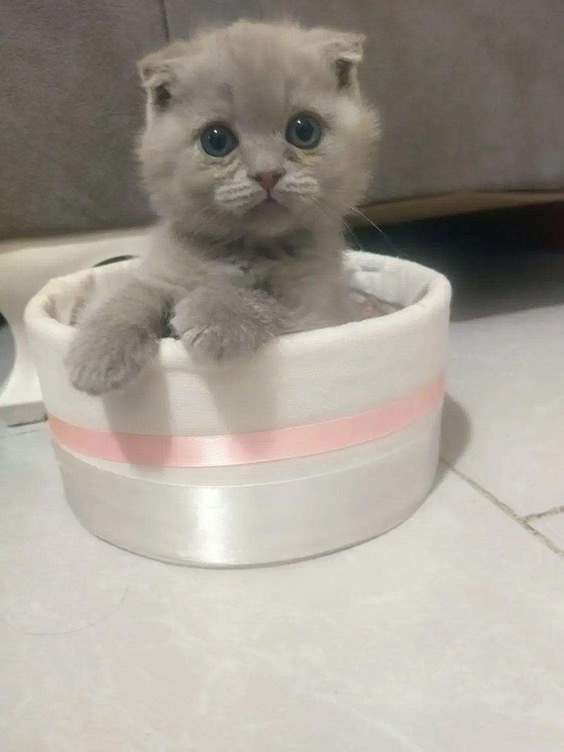 یه قلاده بریتیش اسکاتیش تریپل فولد لیلاک نر|گربه|مشهد, کوثر|دیوار