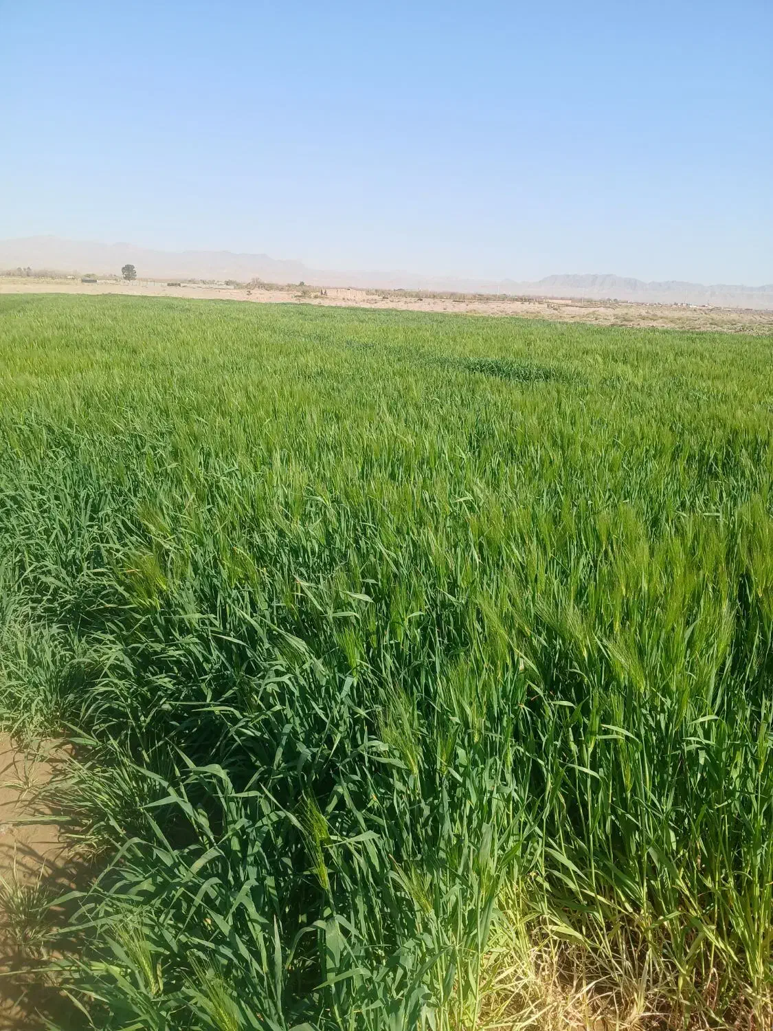 جوعلوفه ای|لوازم جانبی حیوانات|بیرجند, |دیوار