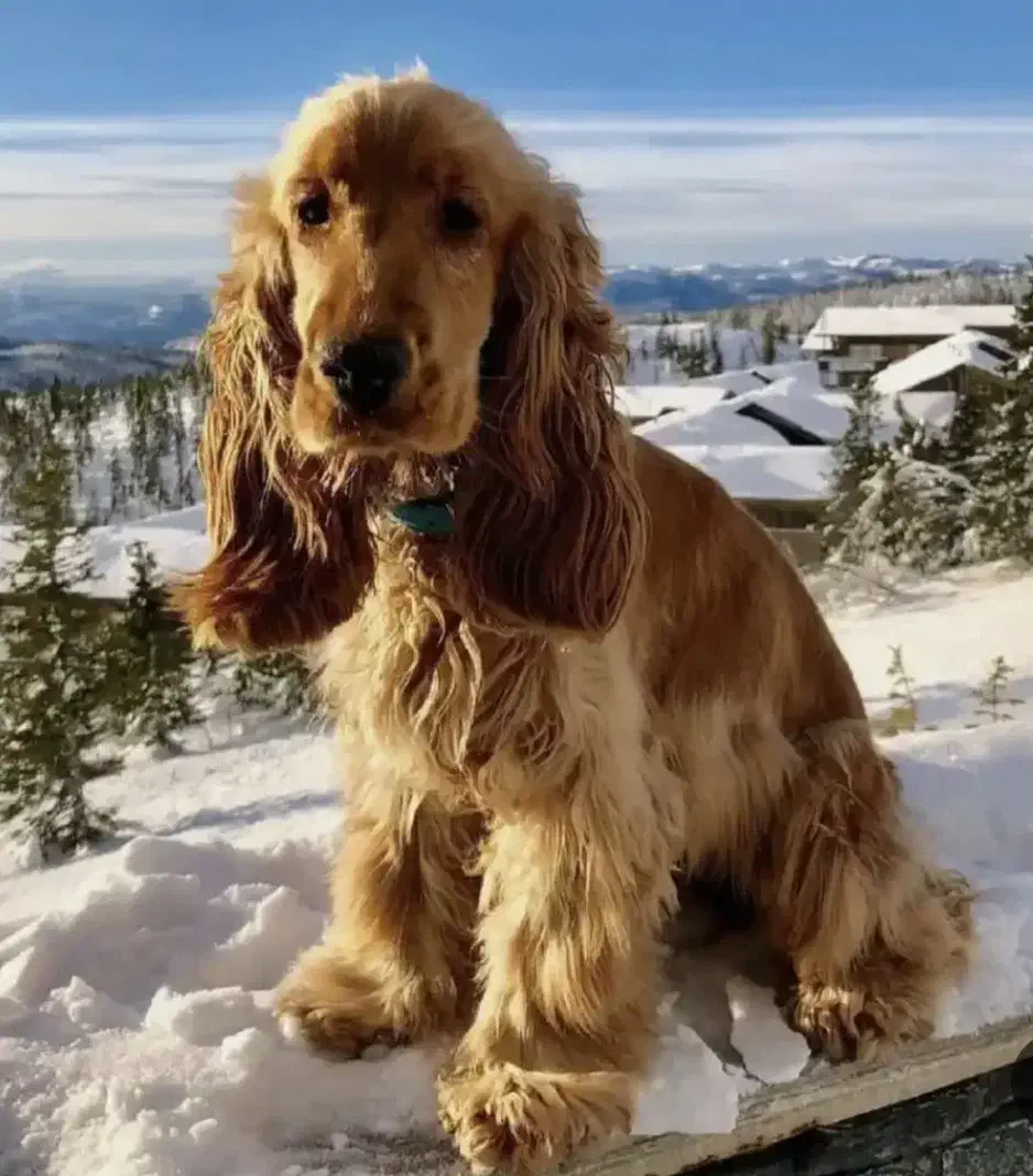 سگ کوکر انگلیسی نر|سگ|مبارکه, |دیوار