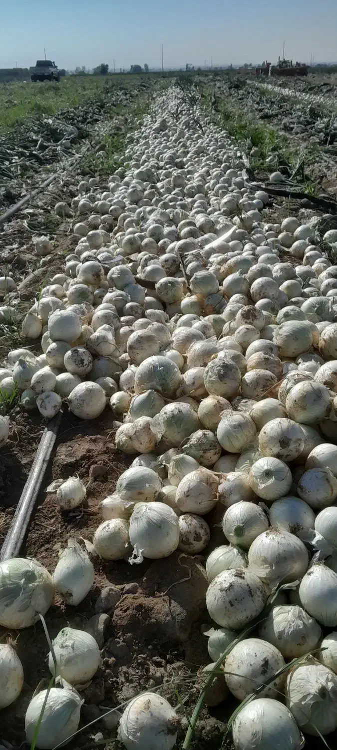 پیاز کن|استخدام صنعتی، فنی، مهندسی|جیرفت, |دیوار